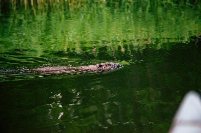 Canoe adventure in Stockholm Archipelago - The fika break: snacks, coffee, and a reason to slow down