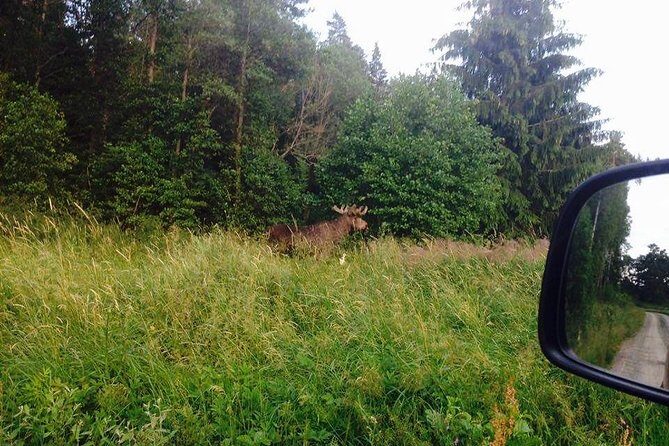 Evening Wildlife Safari from Stockholm - Midsummer Meal at the Outdoor Camp: The Real Swedish Part