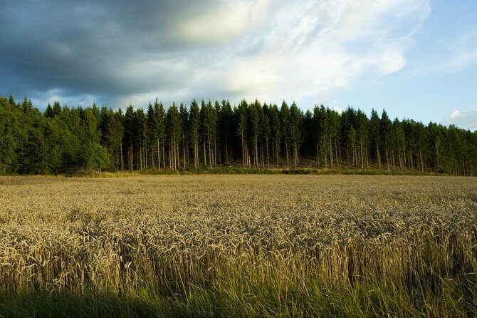 Evening Wildlife Safari from Stockholm - Wildlife Spotting by Binocular: What You’re Actually Looking For