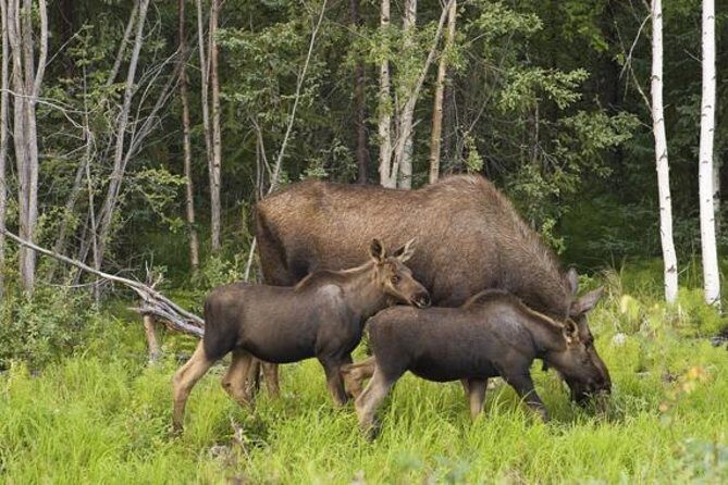 Evening Wildlife Safari from Stockholm - How Long It Takes and Why the Pace Feels Good