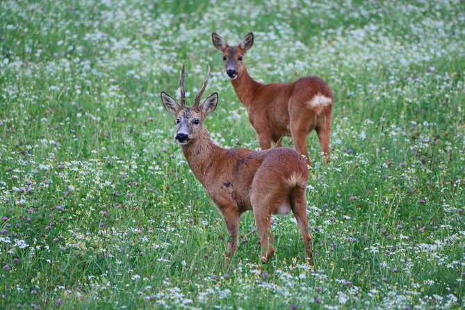 Evening Wildlife Safari from Stockholm - Price and Value: What You’re Paying For at $182.36