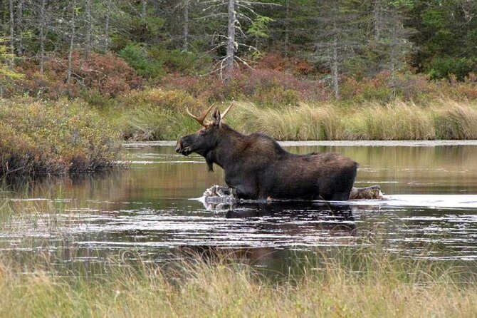 Evening Wildlife Safari Stockholm - Stop 1 at The Green Trails: meet your guide, get oriented fast