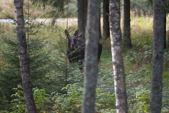 Evening Wildlife Safari Stockholm - Hilltop open-fire dinner at Bornsjön’s naturreservat: the view + the wait