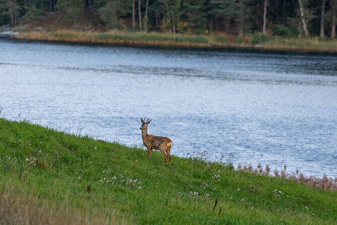 Evening Wildlife Safari with Campfire Dinner from Stockholm - Key takeaways before you go