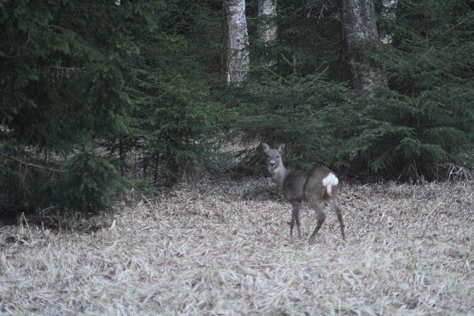 Evening Wildlife Safari with Campfire Dinner from Stockholm - The Evening Safari Search: how it feels and what to expect