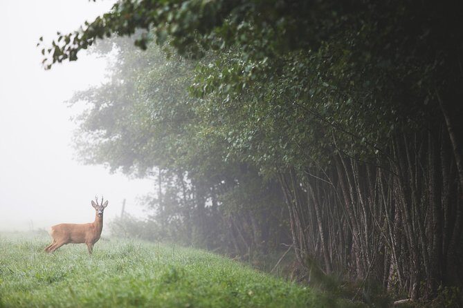 Evening Wildlife Safari with Campfire Dinner from Stockholm - Price and Value: is $166.76 a fair deal?