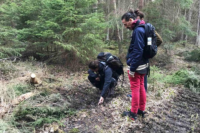 Evening Wildlife Safari with Campfire Dinner from Stockholm - Start Point in Stockholm and the Ride to Tyresta