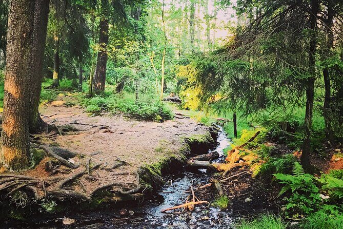 Forestbathing Slow Walking and Healing Spring Water, Stockholm - Who this tour suits (and who might want a different pace)