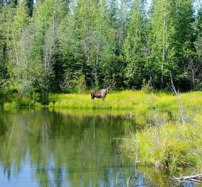 From Stockholm: Moose & Wildlife Safari with Campfire Dinner - Why a moose safari outside Stockholm is surprisingly doable