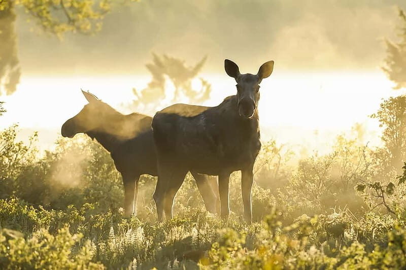 From Stockholm: Moose & Wildlife Safari with Campfire Dinner - Minivan hotspot stops: how they improve your odds after dark