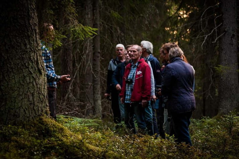 From Stockholm: Moose & Wildlife Safari with Campfire Dinner - The guide and the wildlife knowledge you actually use