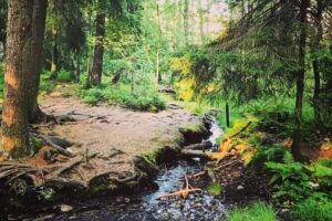 Midnight Sun and Campfire - National Park evening hike Stockholm - The historic village stop: red log houses and a fika-style pause