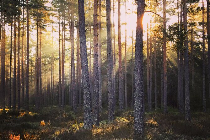 Midnight Sun and Campfire - National Park evening hike Stockholm - Getting there and staying on time without stress