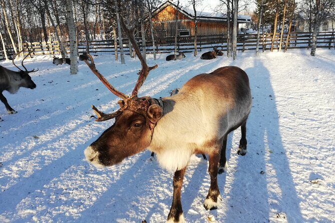 Stockholm Christmas Tour and Food Tasting Experience - Nybroplan and the Moose Family lights toward the North Pole