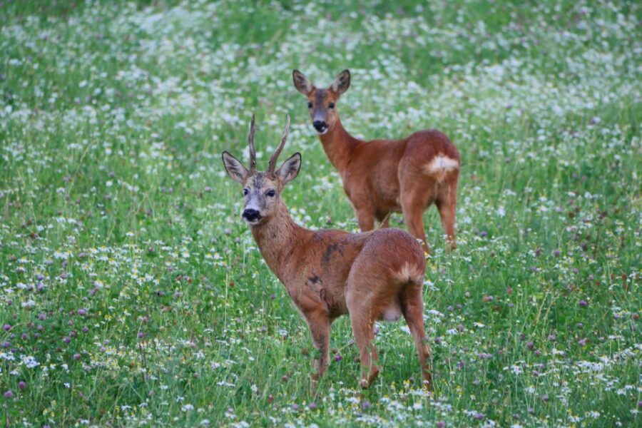 Stockholm: Evening Wildlife Safari with Midsummer Meal - Key Points You’ll Care About