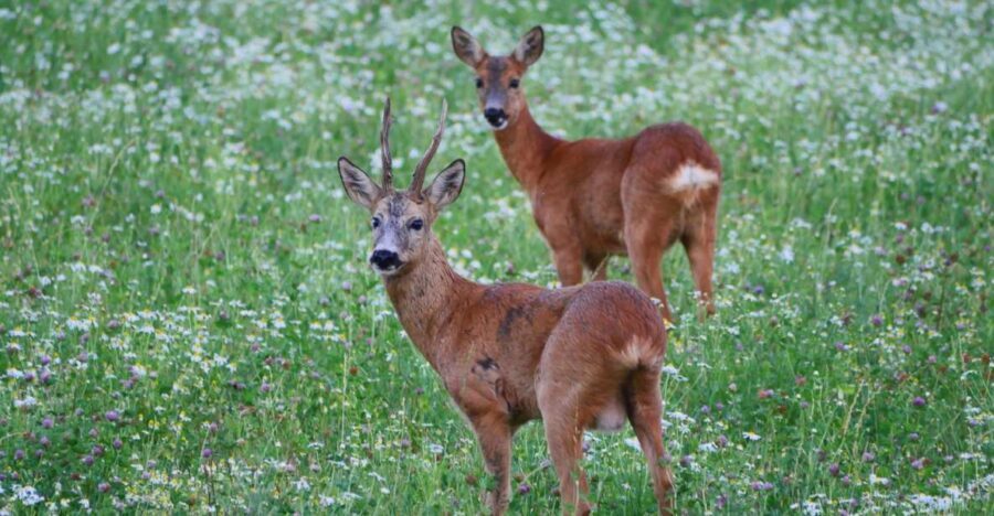 Stockholm: Evening Wildlife Safari with Midsummer Meal - Why This Safari Works So Close to Stockholm
