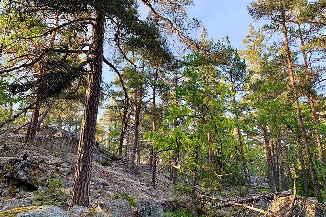 Stockholm: Sunset Hike in Tyresta National Park with Meal - The Forest Walk in Dusk and Darkness (and What the Guide Actually Adds)
