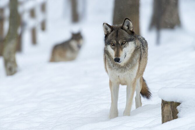 Wolf and Wildlife Tracking in Sweden - Winter Wonderland: Walking on Frozen Lakes for Traces