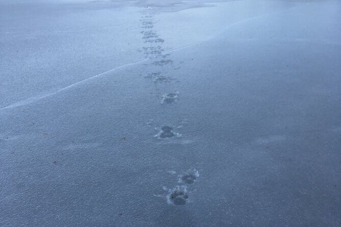 Wolf and Wildlife Tracking in Sweden - Tools, Food, and Comfort That Matter in Wolf Country