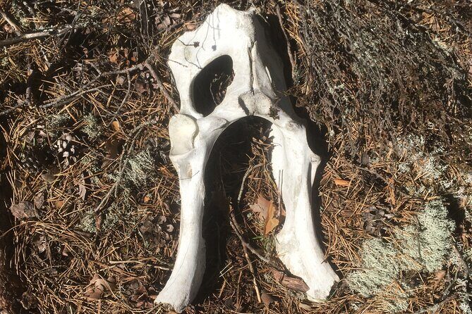 Wolf and Wildlife Tracking in Sweden - Price and Value: Is $215.95 Worth It?
