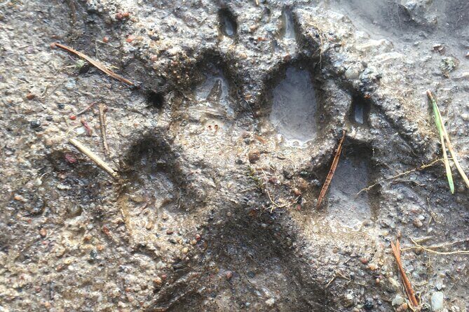 Wolf and Wildlife Tracking in Sweden - How to Think About Not Seeing Wolves (and Still Enjoy the Day)