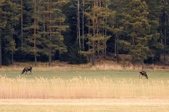 Wolf and Wildlife Tracking in Sweden - The Hike Setup: A 6km Walk That Adjusts to Wind and Wildlife